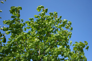 Fototapeta na wymiar drzewo kasztanowca