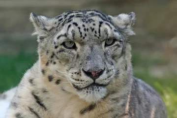 Foto auf Acrylglas snow leopard © agno_agnus