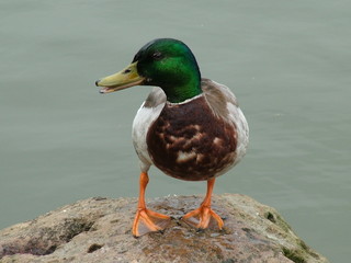 mallard
