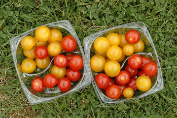 tomates cerises