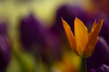 tulipe orange 2