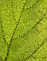 Fototapeta na wymiar leaf pattern