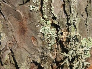 pine bark