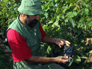 vineyard