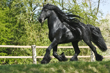 friesenhengst