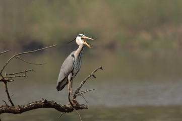 héron cendré - ardea cinerea