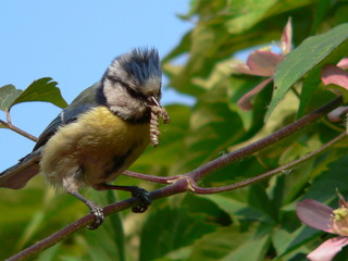 gartenvogel