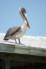 pelican on roof