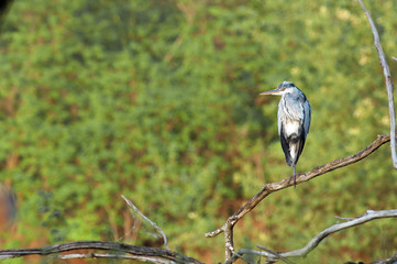 héron cendré - ardea cinerea