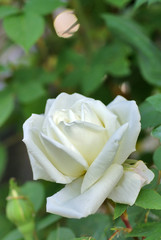 bouton de rose blanche