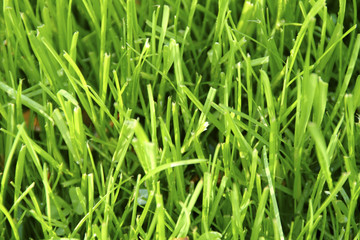 Fototapeta na wymiar grass after rain shower