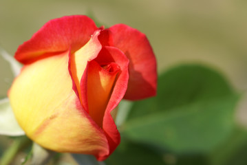 Fototapeta na wymiar rose orange