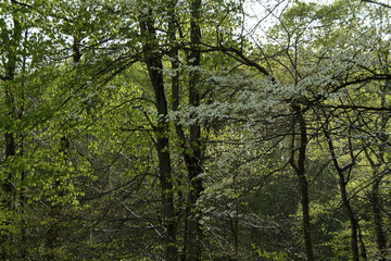 dogwood buds and flowers trees in the rain