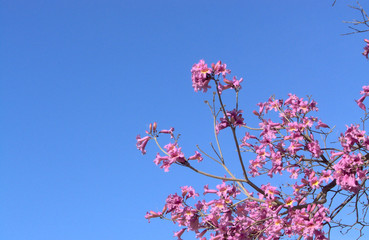 pink blossoms 3