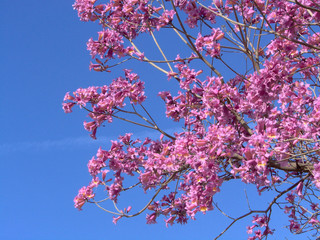 pink blossoms 2