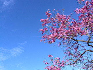 pink blossoms 1