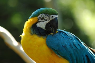 macaw
