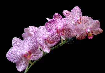pink orchids