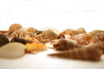 seashells on a white background