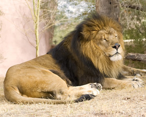 lion laying on the ground