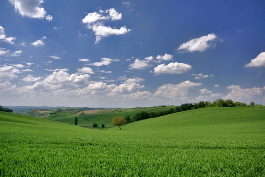 l'arbre au creux des colines