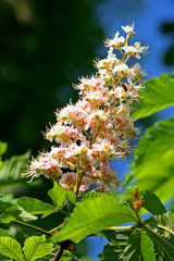 fleur de marronnier