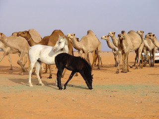 camels&horses
