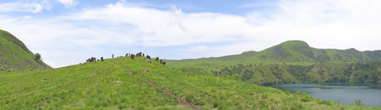some cows and buffalo on grass hills, cameroon, africa, panorama