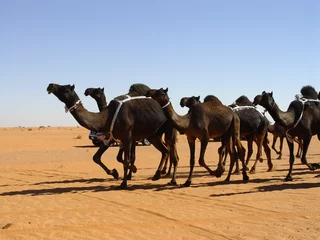 Abwaschbare Fototapete Kamel black camels
