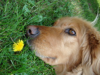 hund und hundeblume