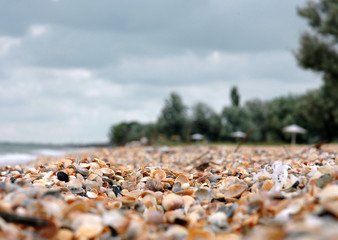 beach of cockle-shell