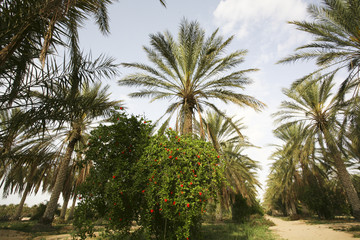 Fototapeta premium eloued souf