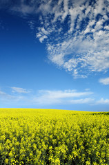 Obraz premium canola field
