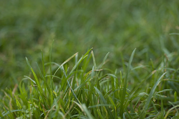 herbe