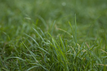 herbe, flou,fondu,