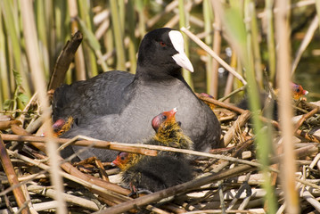 mdg-coot-03