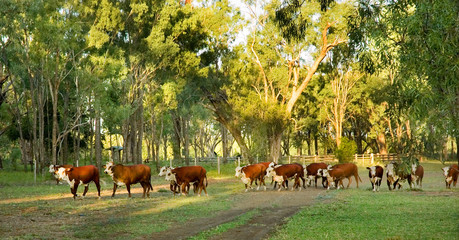 herding of cattle - 3087040
