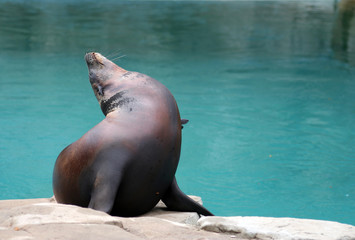Obraz premium californian sea lion in front of a water pool