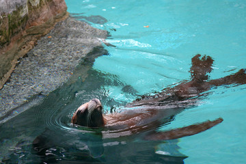 californian sea lion swimming