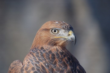 bird of prey