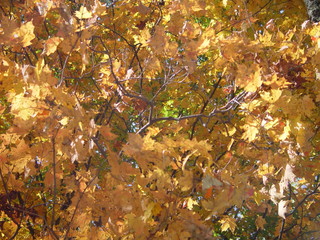 orange leaves