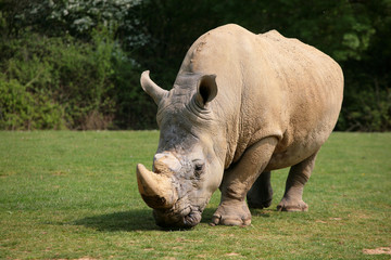 Obraz premium rhinocéros