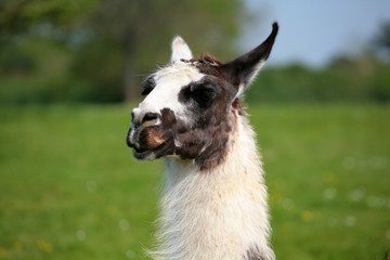 Fototapeta premium lama