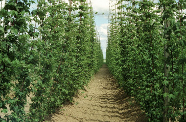 houblonni&egrave;res  - plantation de houblon