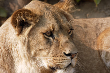 female lion