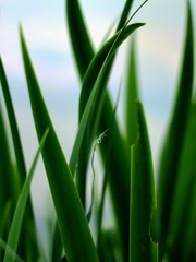 aquatic grass
