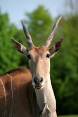 antilope