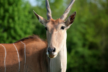 antilope