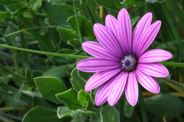 Obraz premium flowers