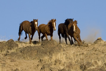 wild horses running down embankment